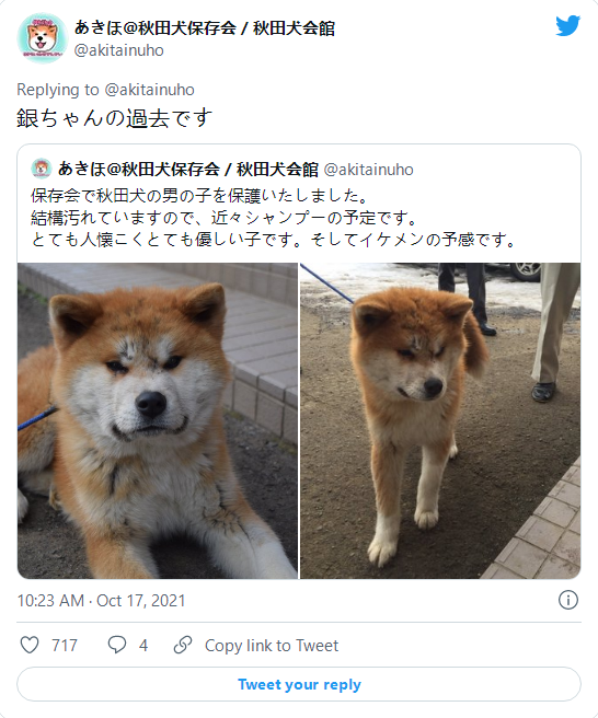 日本一只秋田犬因为哀愁脸走红