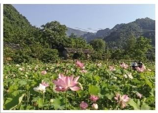 西那司 水木明瑟花芬芳