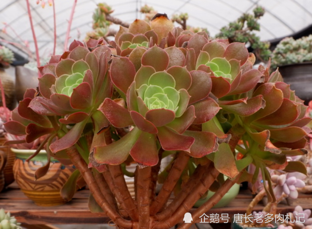 韶羞是景天科莲花掌属的多肉植物,跟紫羊绒同为香炉盘与墨法师的杂交