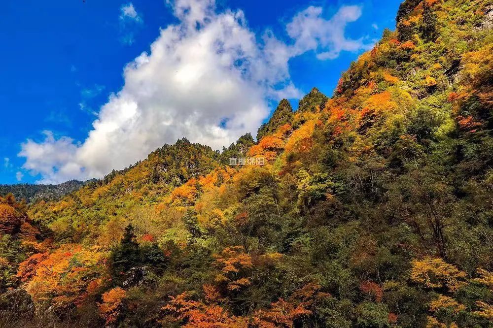 深秋时节,位于平武县高村乡的老河沟自然保护区,迎来了一年中色彩最为