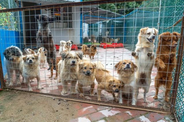 2019年的3月春雨潇潇,因为广州海珠区大塘地铁站的三只流浪狗狗,集聚