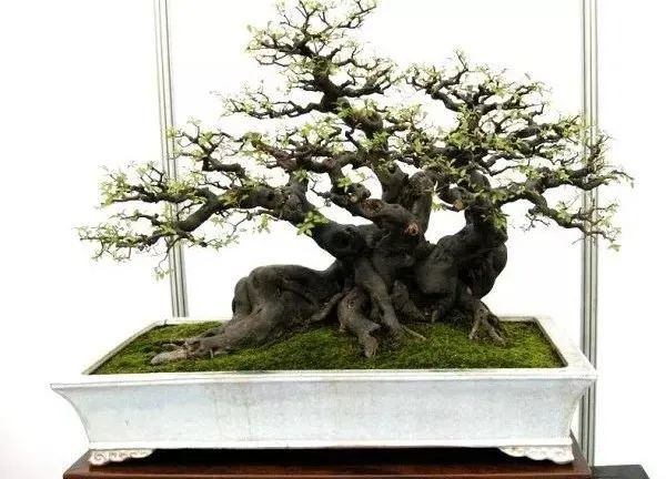盆景大师告诉你盆景的黄金比例