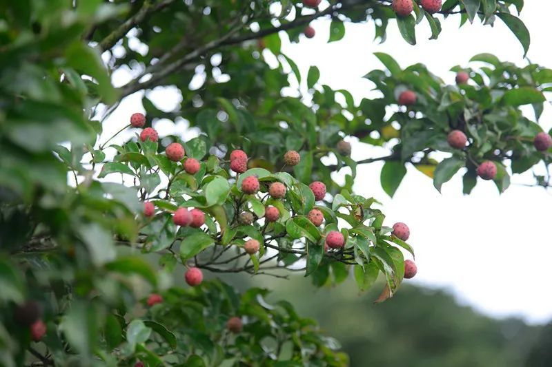 山荔枝形似荔枝味似林檎