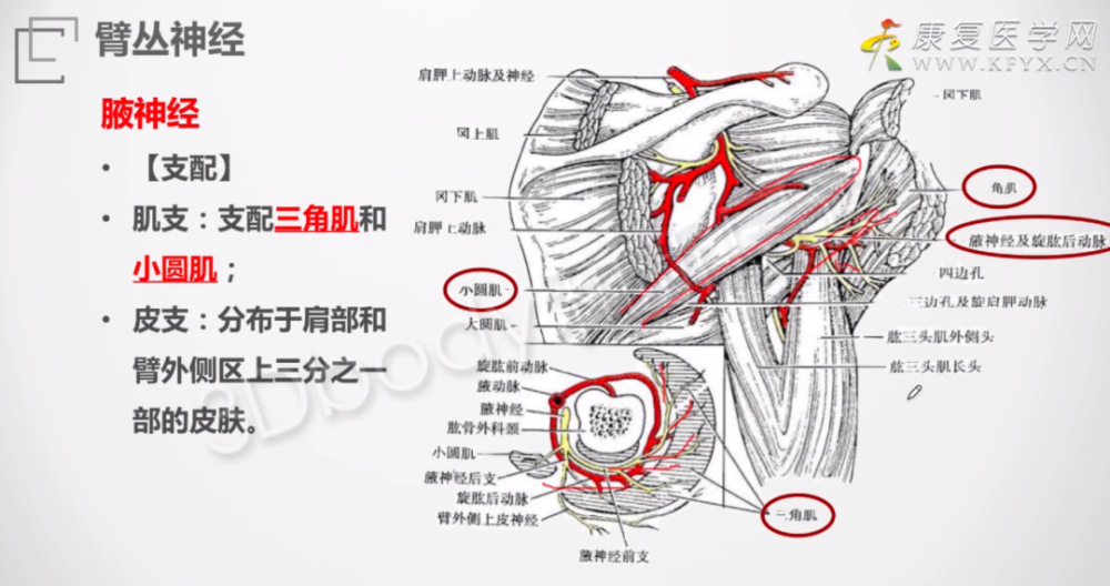 腋神经损伤手法治疗动作分解!