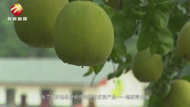 乐山这里30元一颗的梅家湾台柚你见过吗