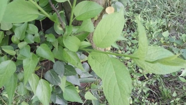 杜仲称为植物黄金,农民砍来当柴烧,它的干花卖到800多元一斤