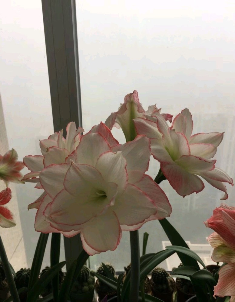 朱顶红界的仙女曦荷又美又仙丰花勤花封闭阳台也能养