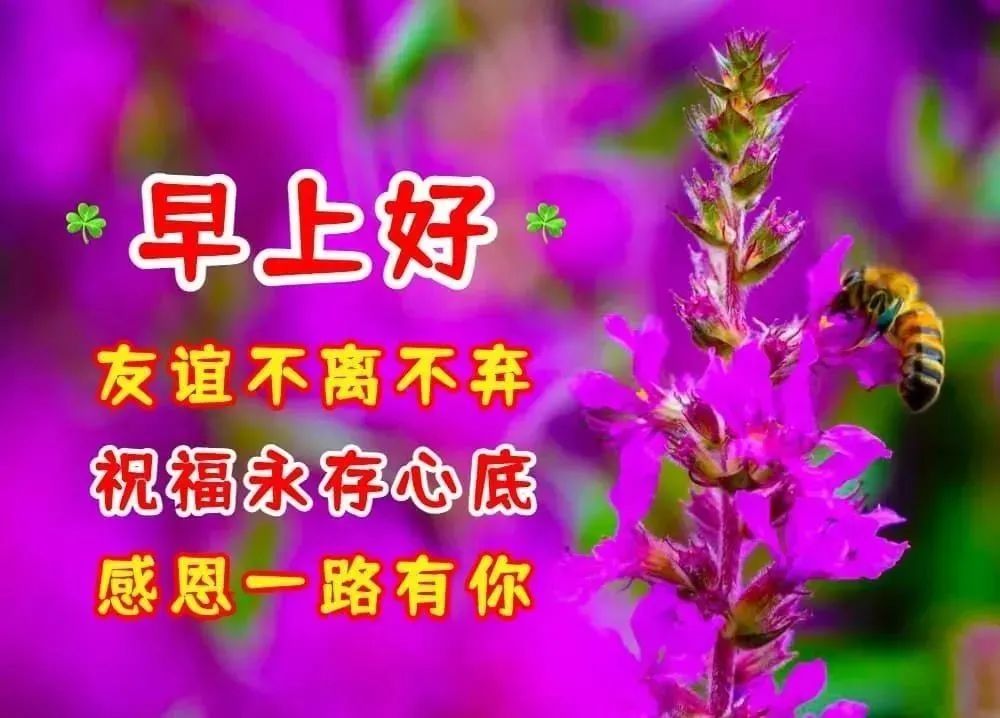 9张最新创意免打字聊天早安图片精选秋天唯美早上好问候祝福图片带字