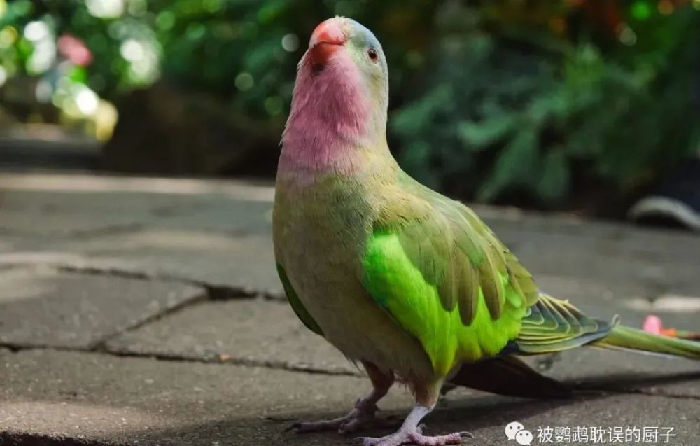 鹦鹉园中5种鹦鹉,亚马逊最贵要2.2万,最便宜的也要好几千