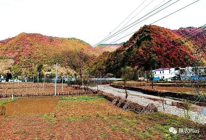 山阳美丽小河口镇等你来万山红遍层林尽染