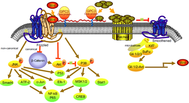 一方面,gpc3抑制经典wnt信号通路(wnt/β-catenin,同时激活非经典