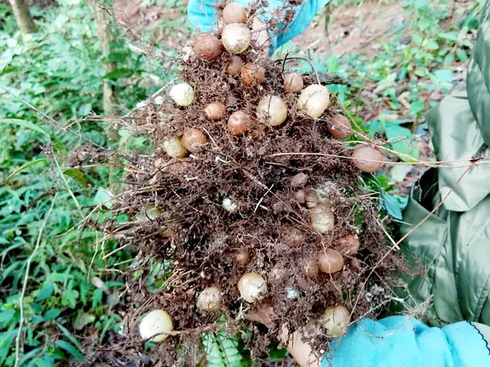 不过肾蕨可不止有引火的作用,它的块状根也是好东西.