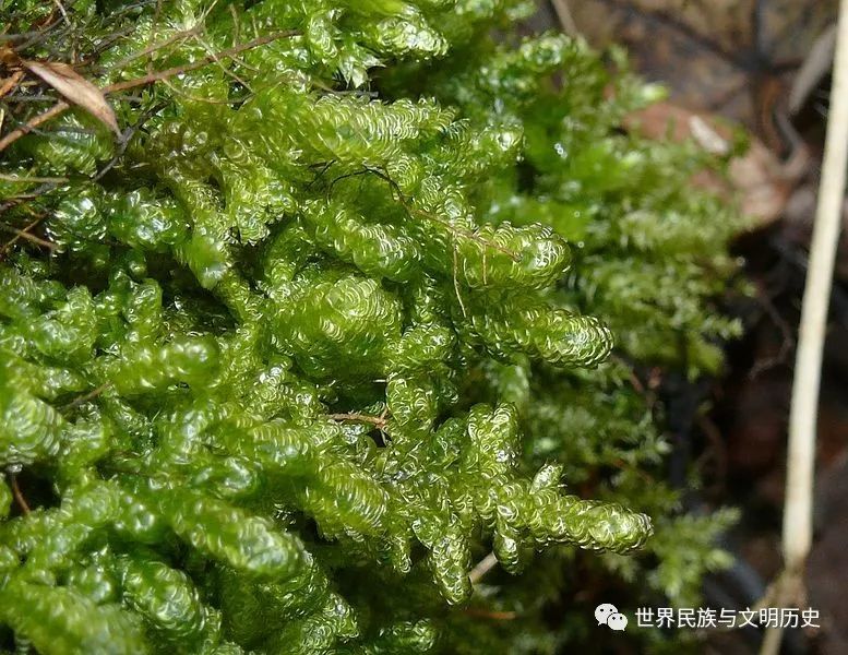 地球生物全系列植物篇真藓亚纲灰藓目中