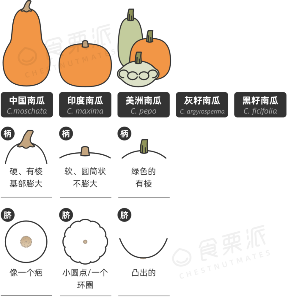 南瓜的形状大小各异,有圆的长的扁的还有五角星形的;果色缤纷多彩