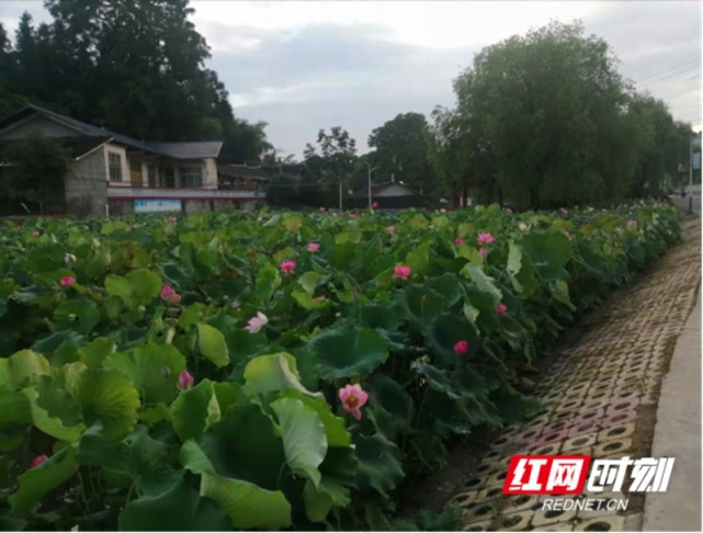 美丽茶溪描绘小康画卷|茶溪村|洪江市|黔城镇