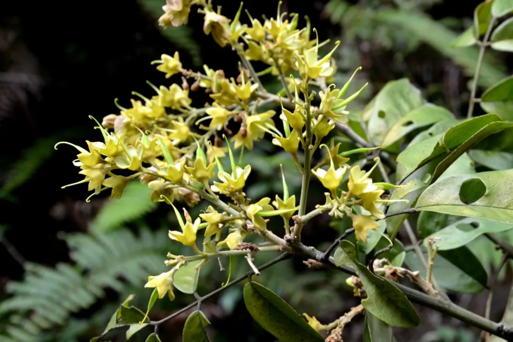 宁波植物"材貌双全"的花榈木