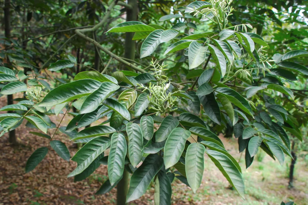 宁波植物"材貌双全"的花榈木