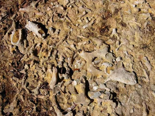 杂志刊发表了一项最新的研究成果,他们在陕西发现了显得苔藓虫化石,其