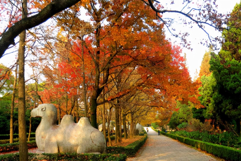 南京旅游南京正是赏秋好时节栖霞山美得不像话这份旅游攻略要收好