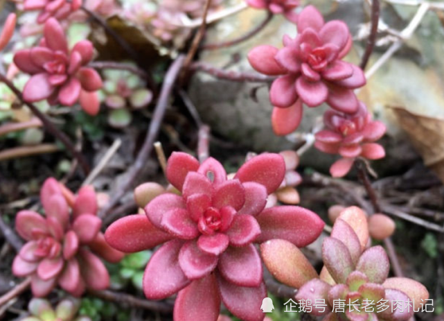 火焰景天:别看我小,我也是多肉植物,而且颜色红起来不输蒂亚