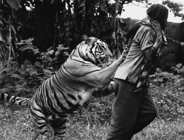 印度食人巨虎老独眼,残害人畜数十年,被英国人艰难猎杀,体重超过300