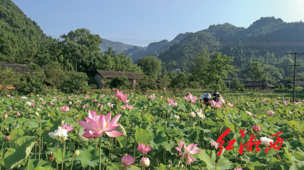 文旅周刊西那司水木明瑟花芬芳