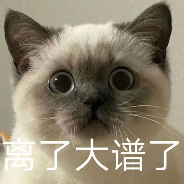 猫咪煤老板表情包2黑糖表情包