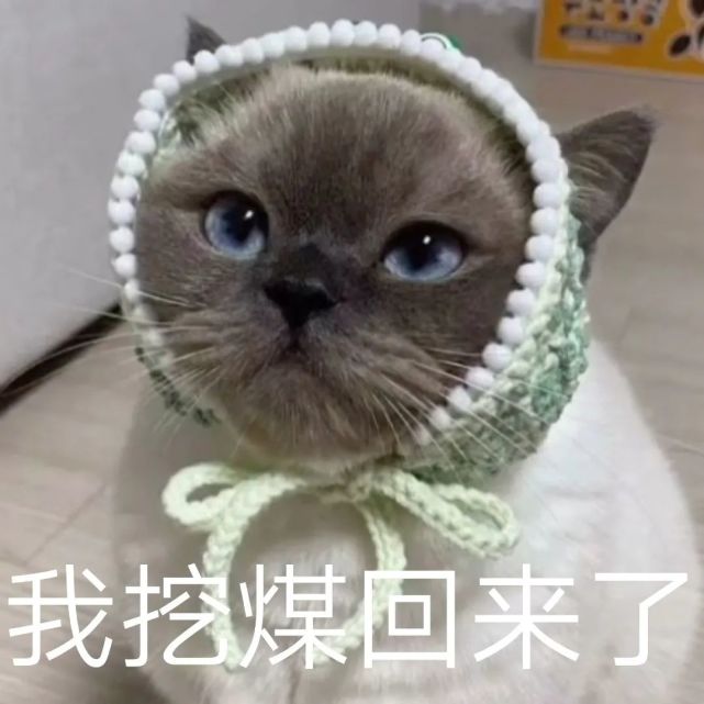 猫咪煤老板表情包2|黑糖表情包