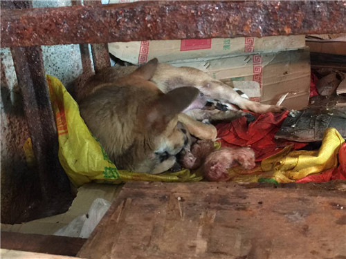 蓬江女子路边捡到4只刚出生小猫 交给自家狗妈妈喂养