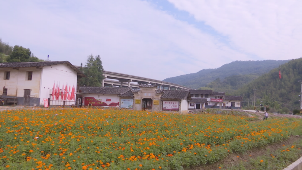 日前,永安市洪田镇马洪村种植的5亩金色硫华菊已热情绽放,煞是好看.