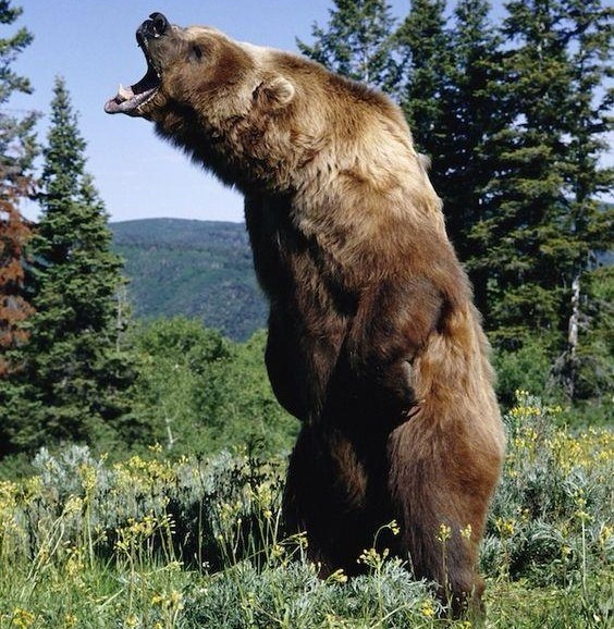 拿把小刀能否斗过棕熊还真有人被袭击且反杀棕熊