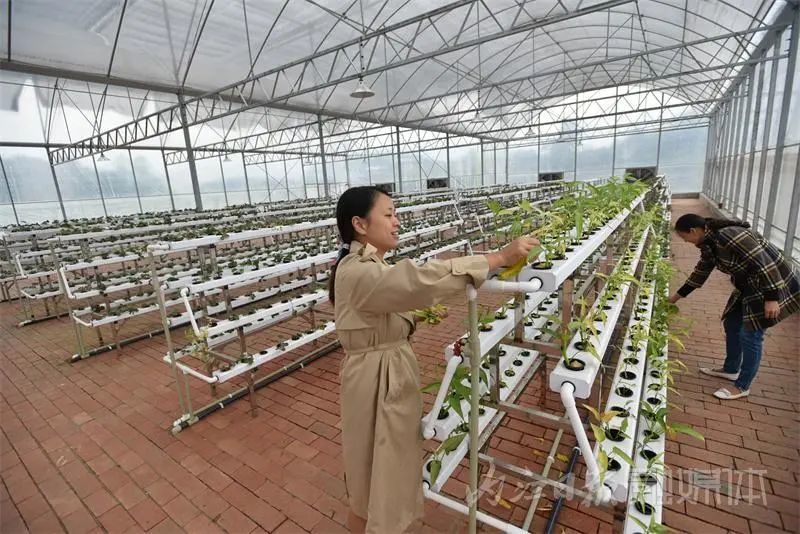 鱼菜共生大棚