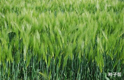 但无论是冬大麦还是春大麦,其生育期都要比小麦短7~15天,同时冬大麦