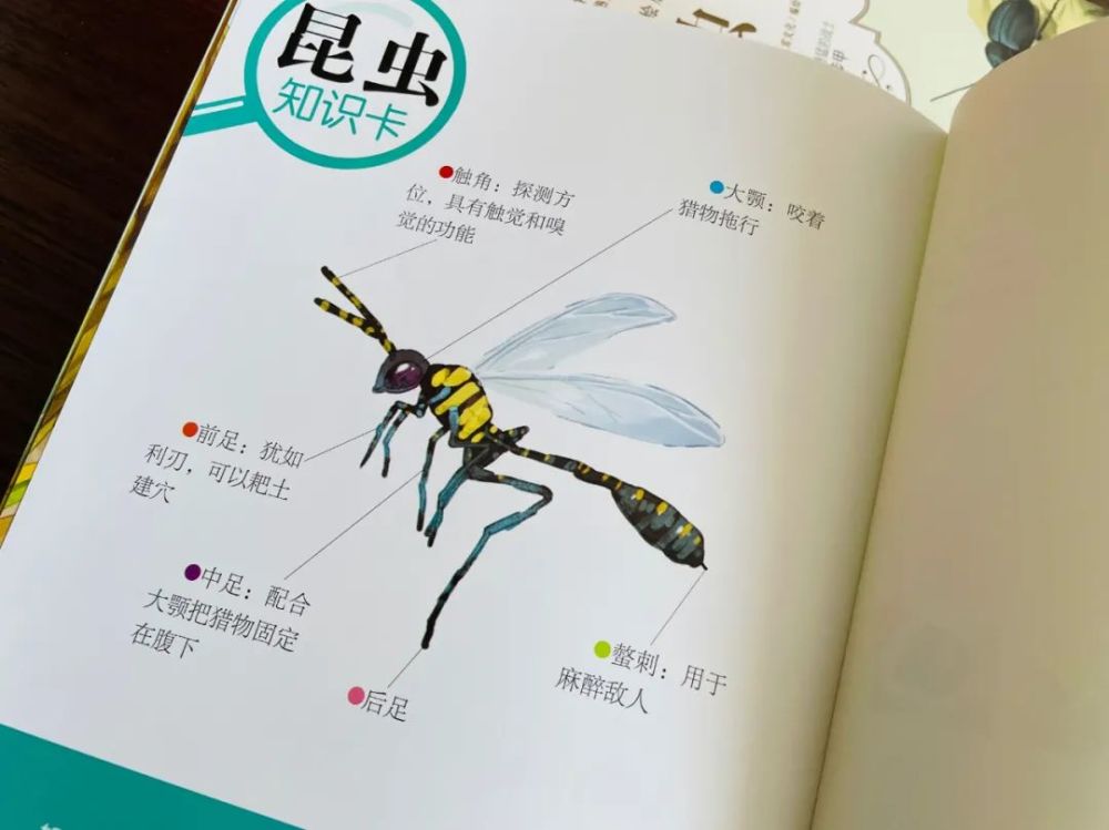 孩子一生必看的昆虫记专为38岁儿童编写的美绘本59元包邮