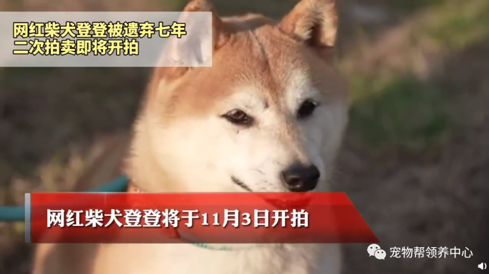网红柴犬第2次被拍卖抵债,1岁被抛弃,苦苦等待主人7年