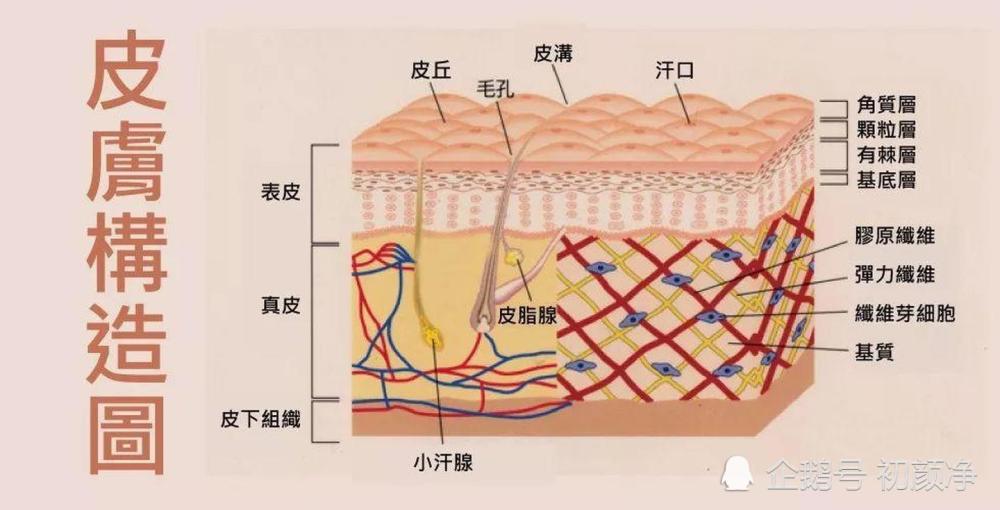 「皮下组织」细胞外基质,均由成纤维细胞产生表皮层想要正常运转都是