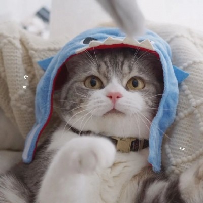 猫咪头像卖萌