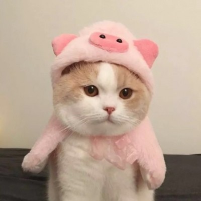 猫咪头像卖萌