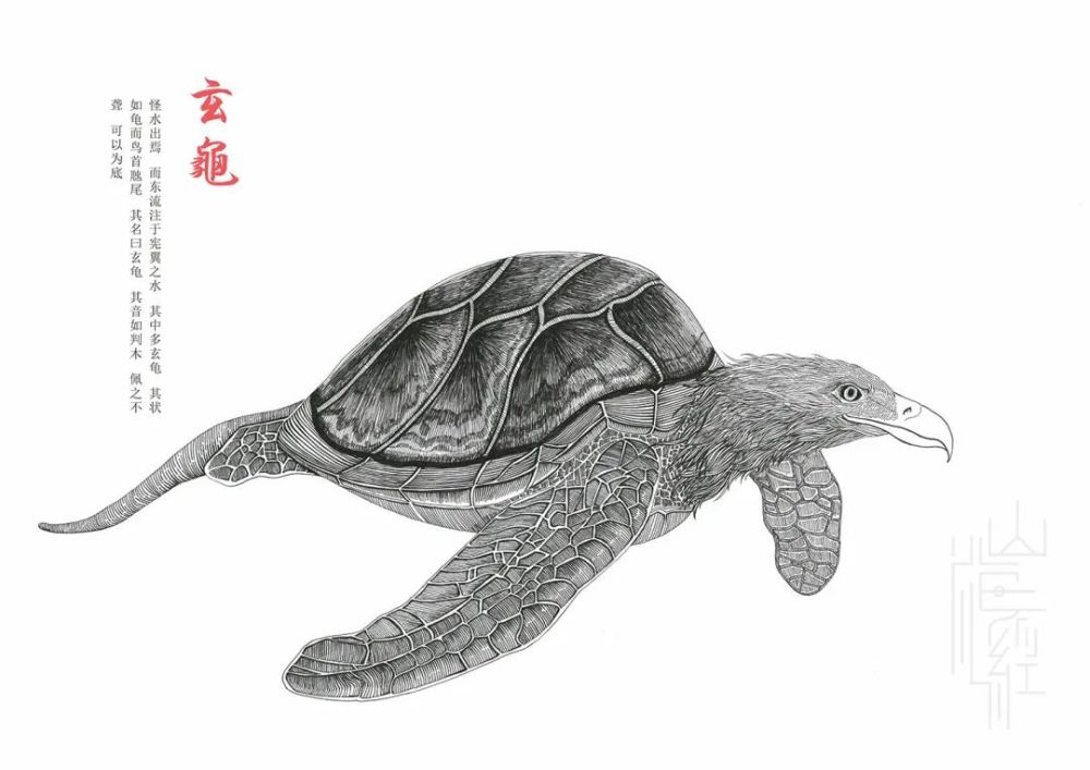 《山海经》中"神龟"现身闵行,竟是国家二级保护动物