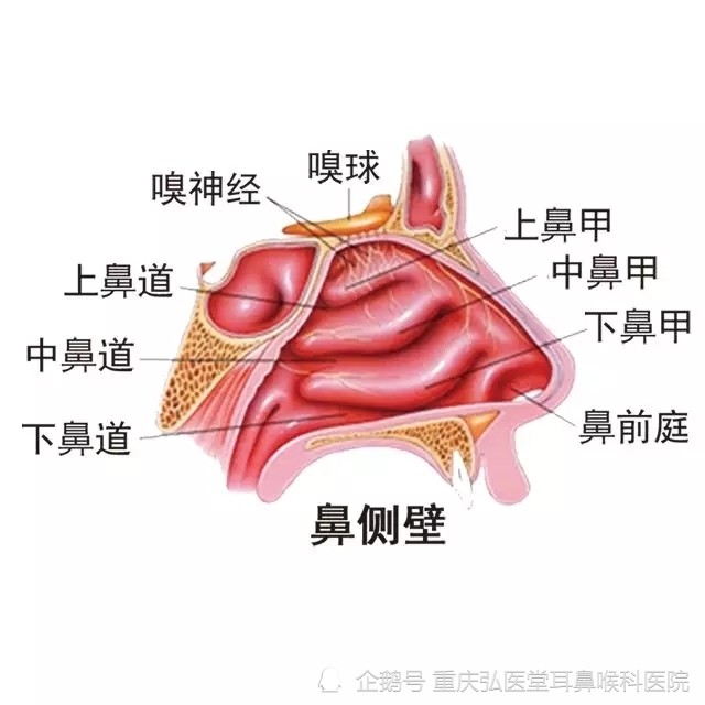 重庆弘医堂耳鼻喉医院分享:鼻甲肥大的原因有哪些