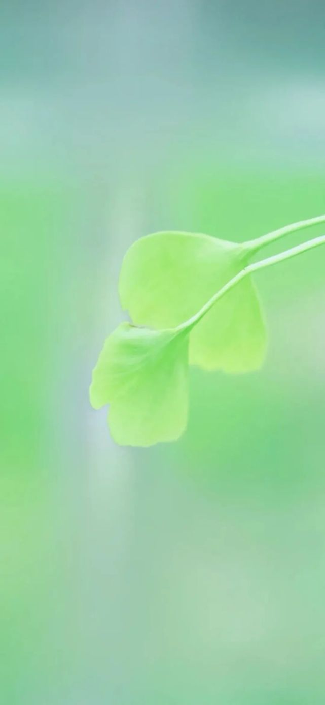 壁纸|清新护眼绿色植物图片手机壁纸
