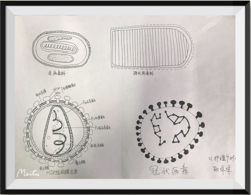 人工"显微镜" | 带你走进手绘下形态各异的微观世界