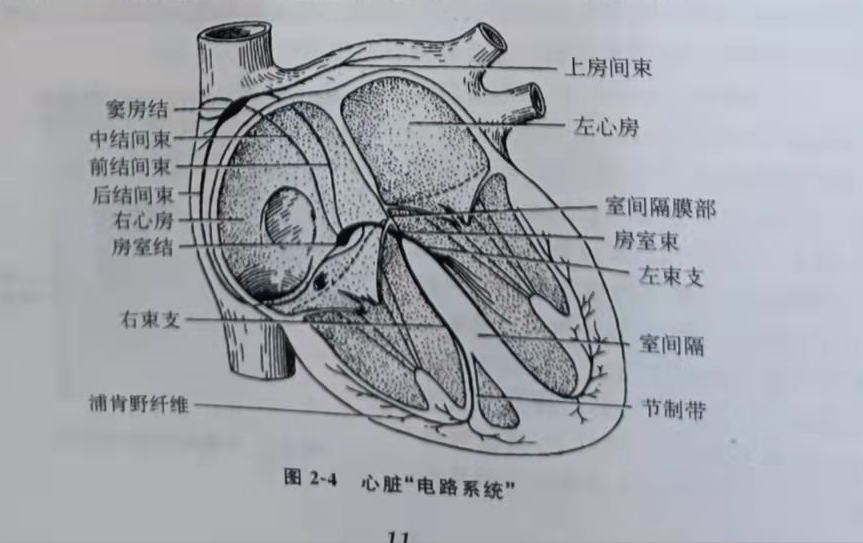 医生科普心脏的结构为何会发生心血管疾病图文并茂通俗易懂