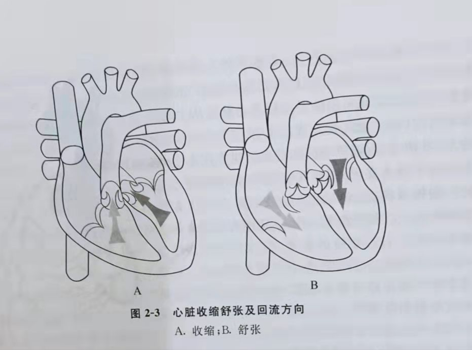 简笔画 手绘 线稿 930_689