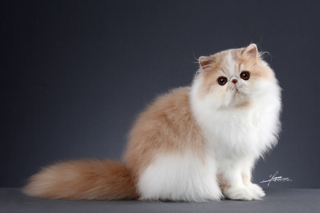 全一色型:全一色的波斯猫有白色,黑色,蓝红色和奶油色
