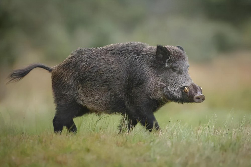 野猪对人类的生活造成了诸多影响,却成了保护动物,究竟为何?