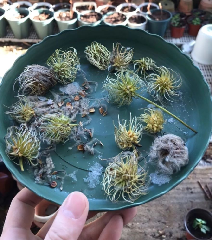养铁大神倾囊相授,超详细铁线莲杂交技巧!