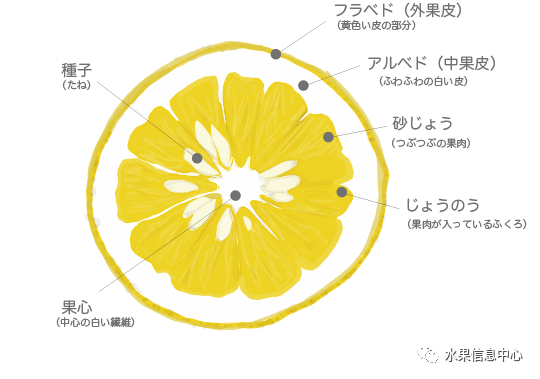 需要带皮吃的柑橘你吃过吗?像柚子又像柠檬的日向夏蜜柑是何方神圣?