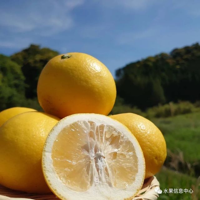 像柚子又像柠檬的日向夏蜜柑是何方神圣?