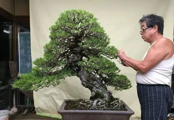 日本盆栽大师与中国盆景大师的故事